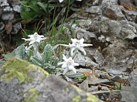 15_Stelle Alpine